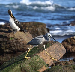 White faced heron